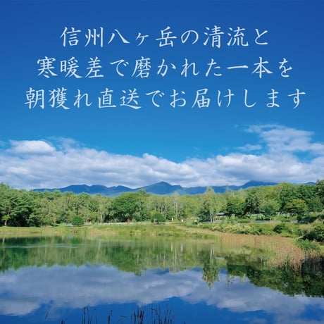 とうもろこし　贈答用　ギフト仕様　八ヶ岳スイート　特選　8本入り　（随時発送）