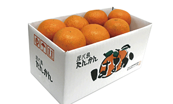 種子島特産⭐︎ご家庭用たんかんMサイズ10キロ 屋久島タンカン10Kg M