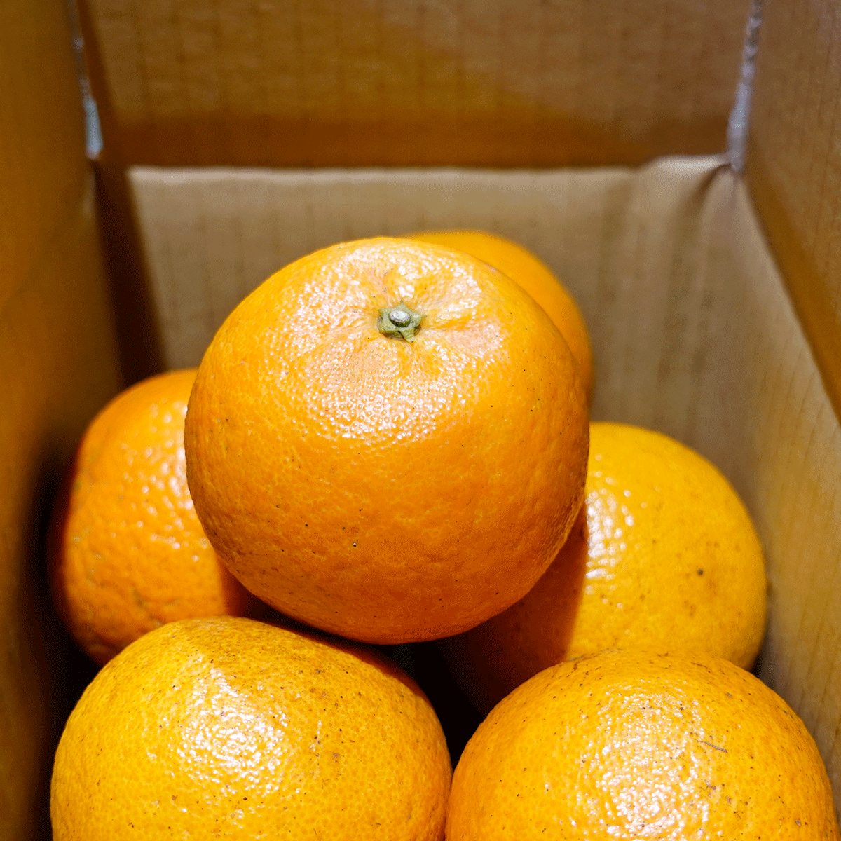 2024年産 屋久島たんかん「はるか」Lサイズ 2kg【4箱セット