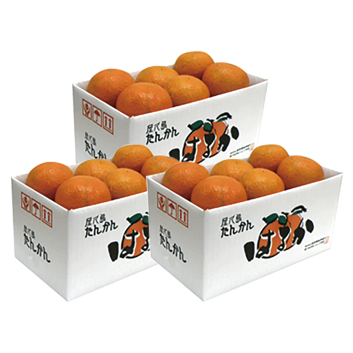 2024年産 屋久島たんかん「はるか」2Lサイズ 2kg【3箱セット