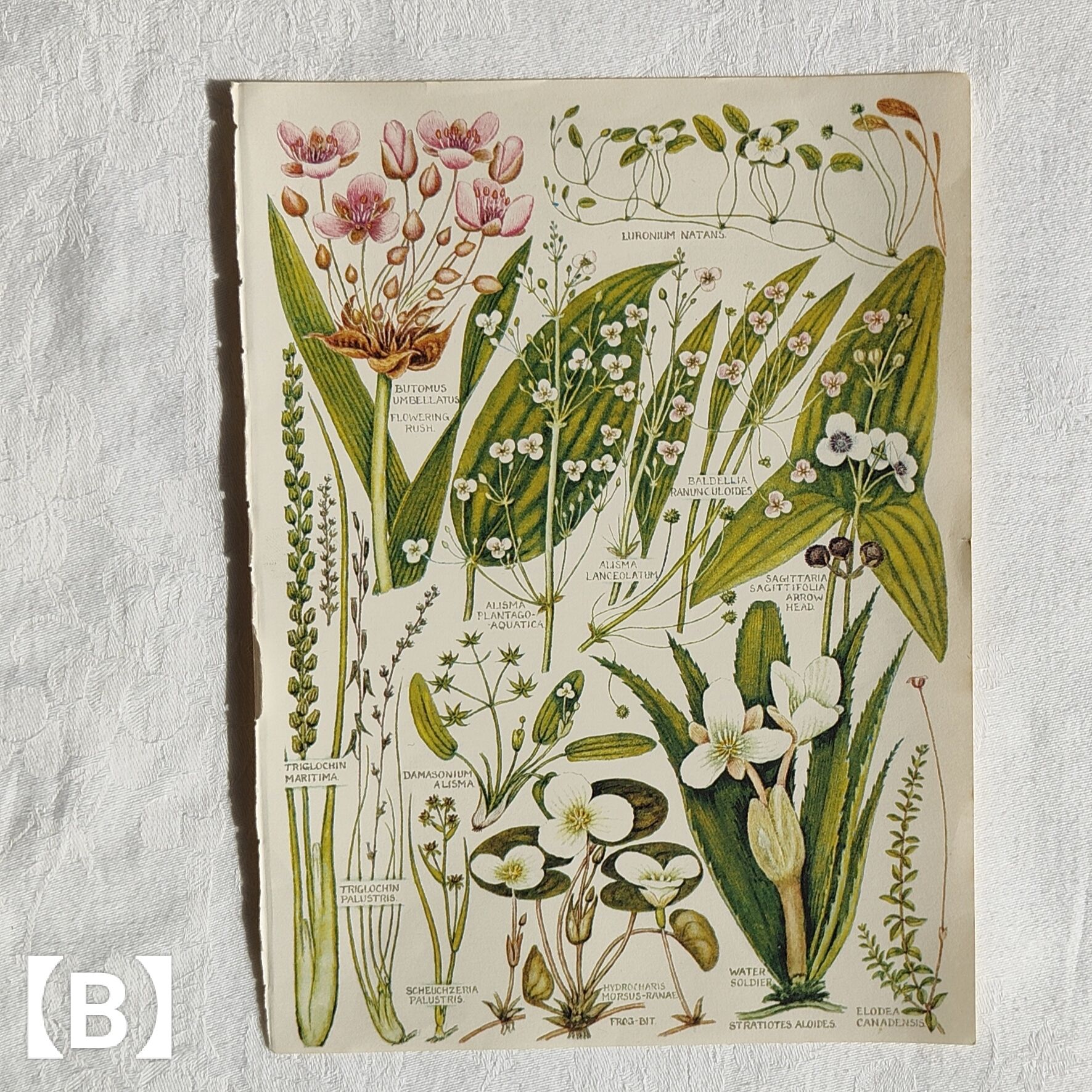 色々な植物が大集合、植物図鑑の1ページ | Tabino Okurimono