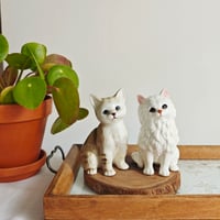 ベルギーで出会った猫たち