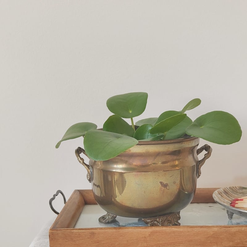 真鍮の鉢カバー | Tabino Okurimono