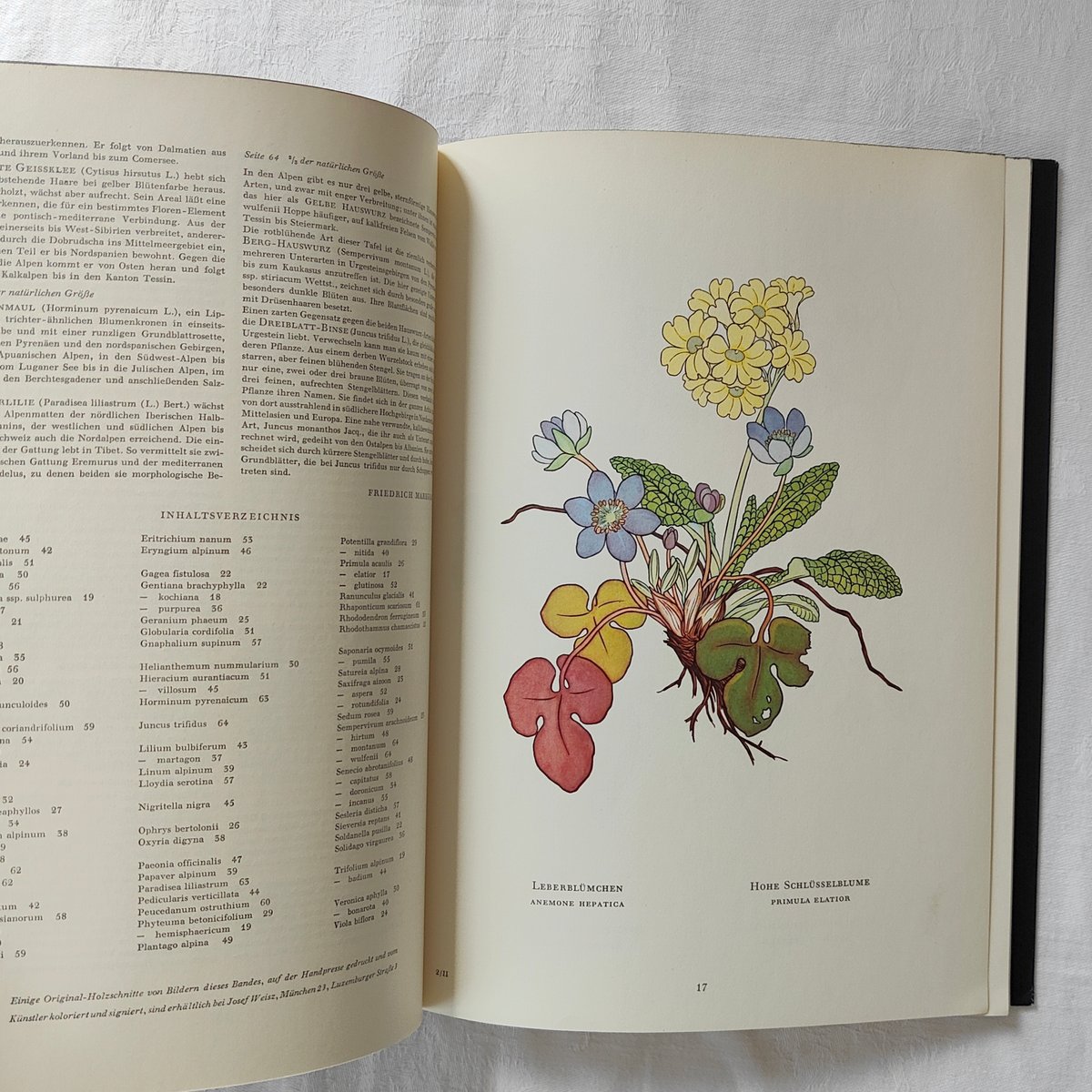 ドイツの植物図鑑 | Tabino Okurimono