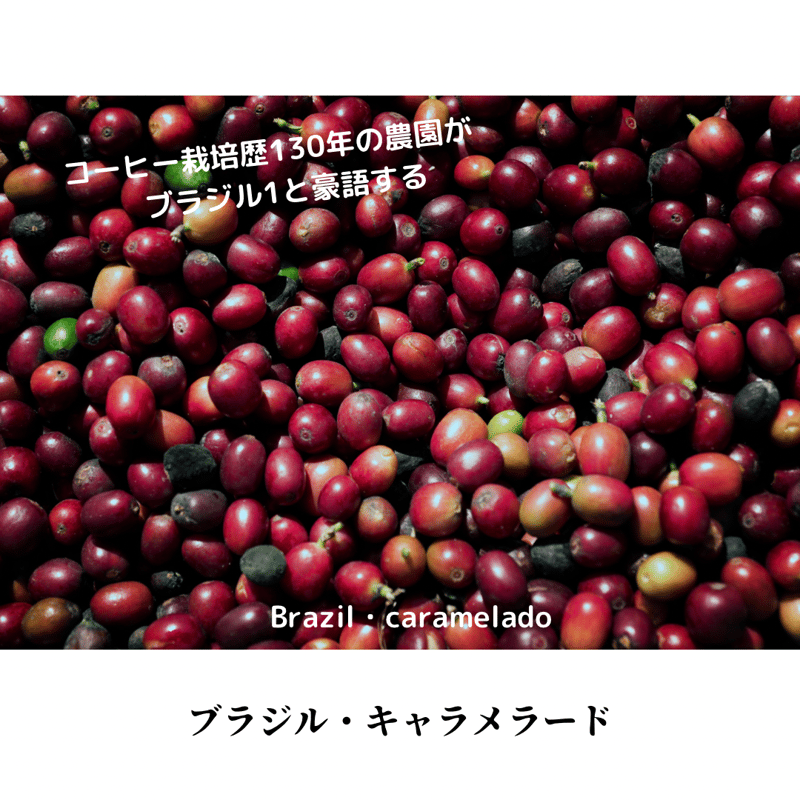 中煎り】ブラジル サントス NO2 | 清味自家焙煎 森ノ本珈琲