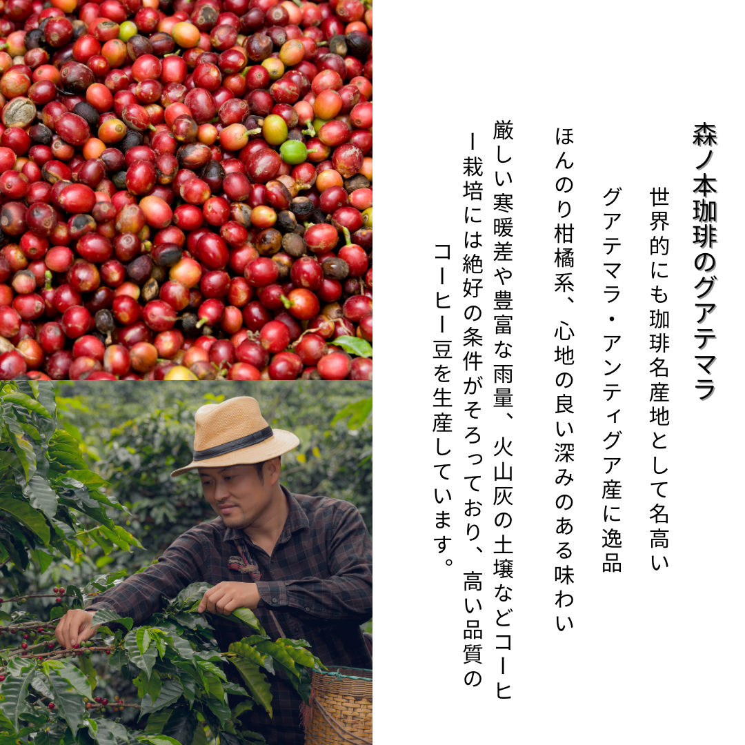 グアテマラ・アンティグア 200g - 徳山COFFEEBOY【 公式 】オンラインストア 受注焙煎！2kg グァテマラ アンティグア メディナ農園  Qグレード [ニュークロップ] コーヒー コーヒー豆 大山珈琲 グアテマラ, image size:1080x1080