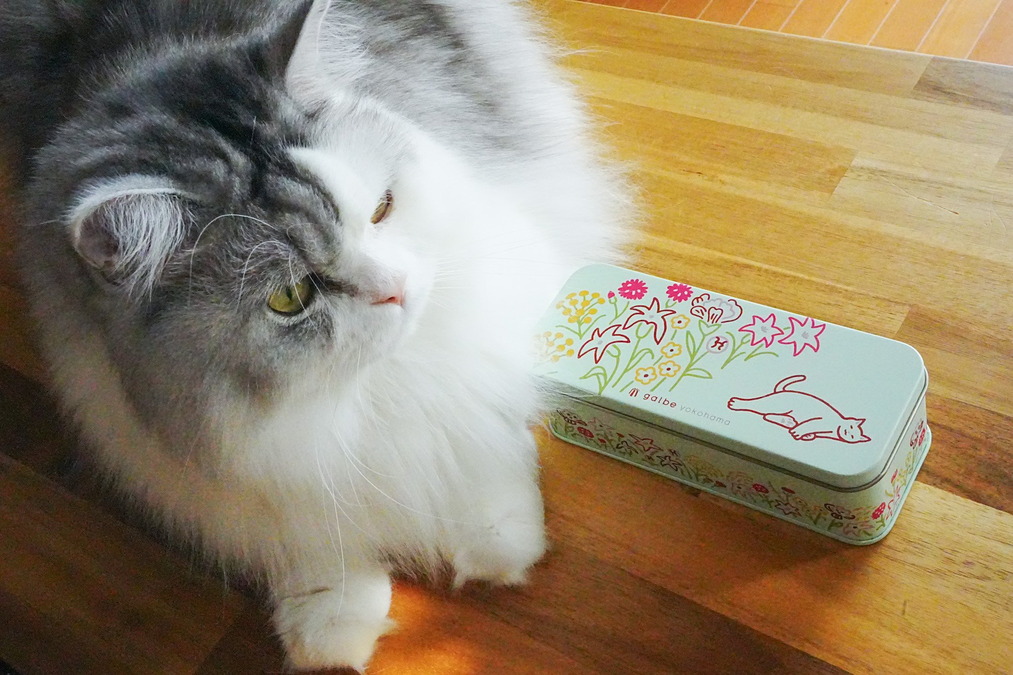 期間限定！猫のうたたね クッキー缶 【お取り寄せ】 | カヌレと焼き