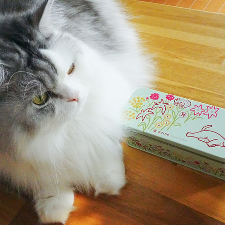期間限定！猫のうたたね クッキー缶　【店頭受け取りご予約分】