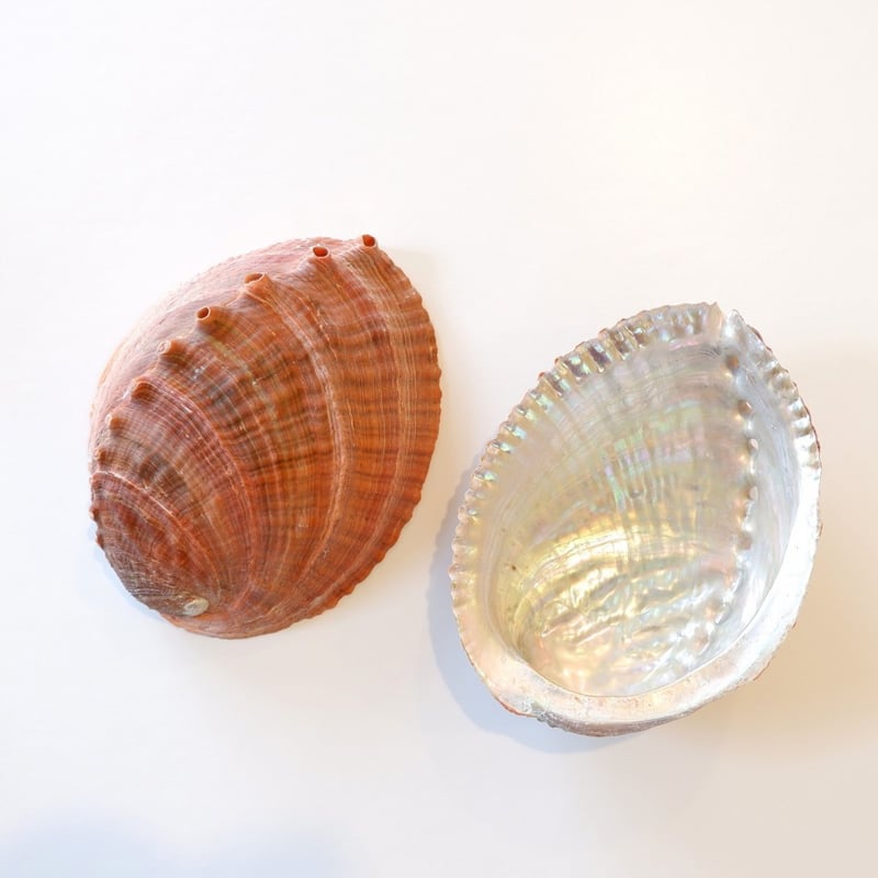 ご予約済アバロンシェルの丸帯留め