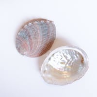 イケチョウ貝 池蝶貝 パールシェル | プルプレアWEBショップ