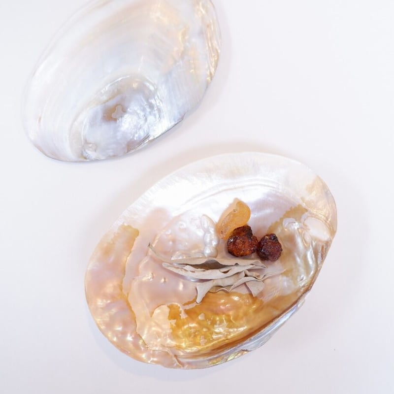 イケチョウ貝 池蝶貝 パールシェル | プルプレアWEBショップ