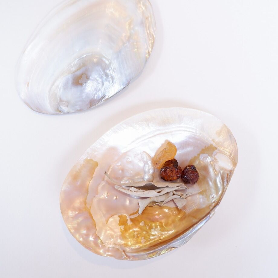 イケチョウ貝 池蝶貝 パールシェル | プルプレアWEBショップ