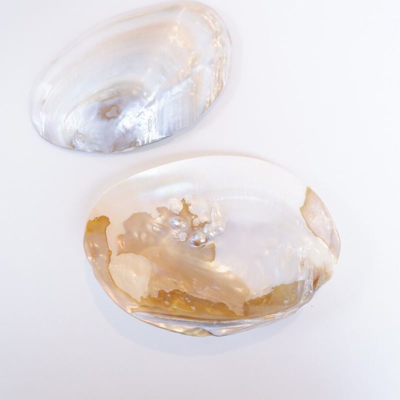 イケチョウ貝 池蝶貝 パールシェル | プルプレアWEBショップ