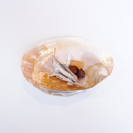イケチョウ貝　池蝶貝　パールシェル