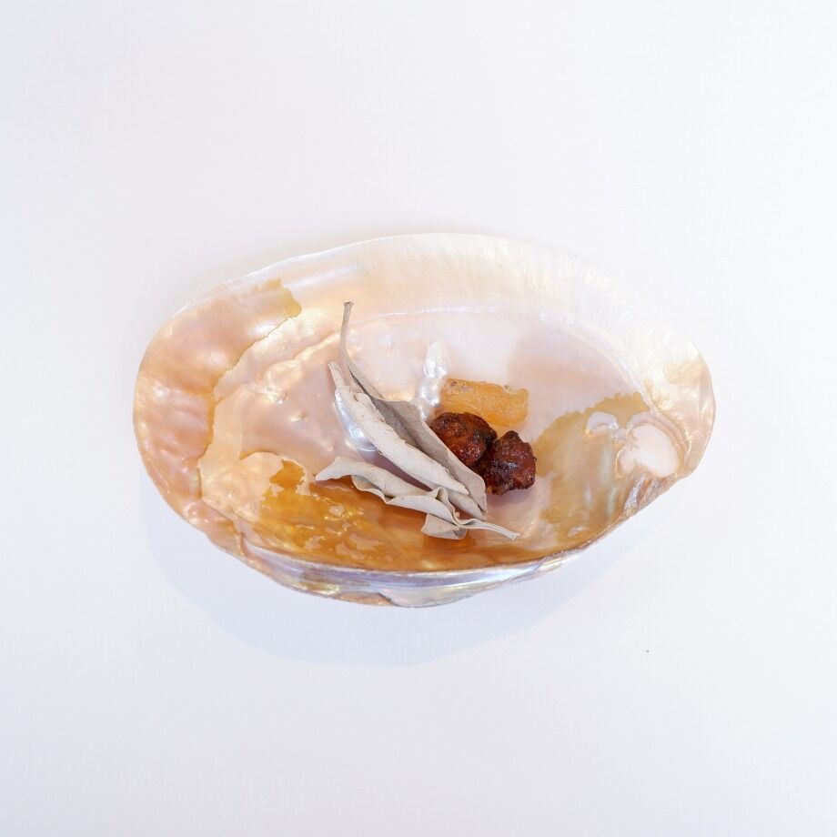 イケチョウ貝 池蝶貝 パールシェル | プルプレアWEBショップ