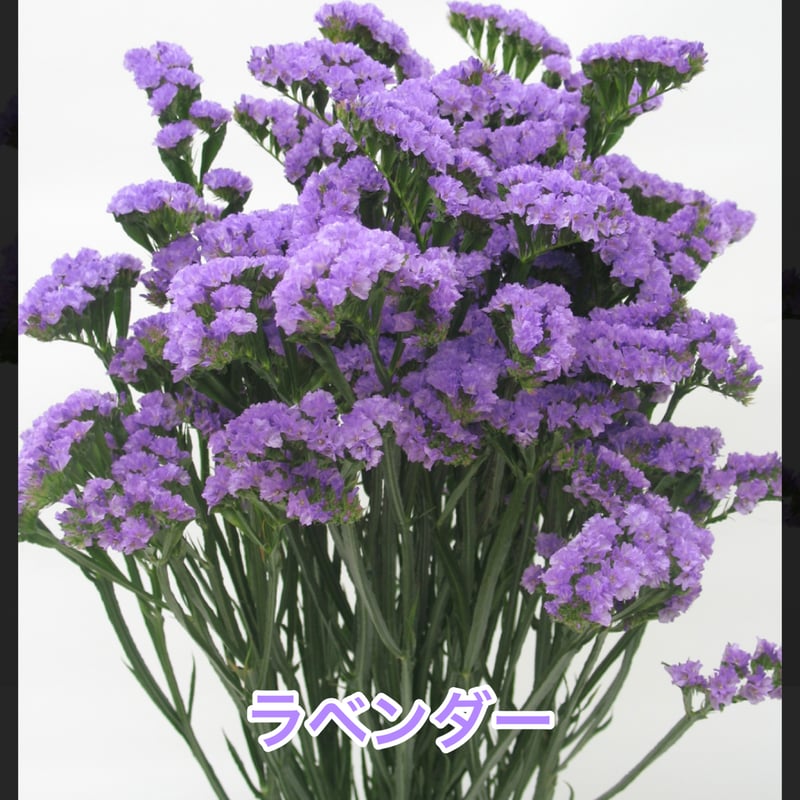 色が選べる！スターチスリース | ryuka-flower