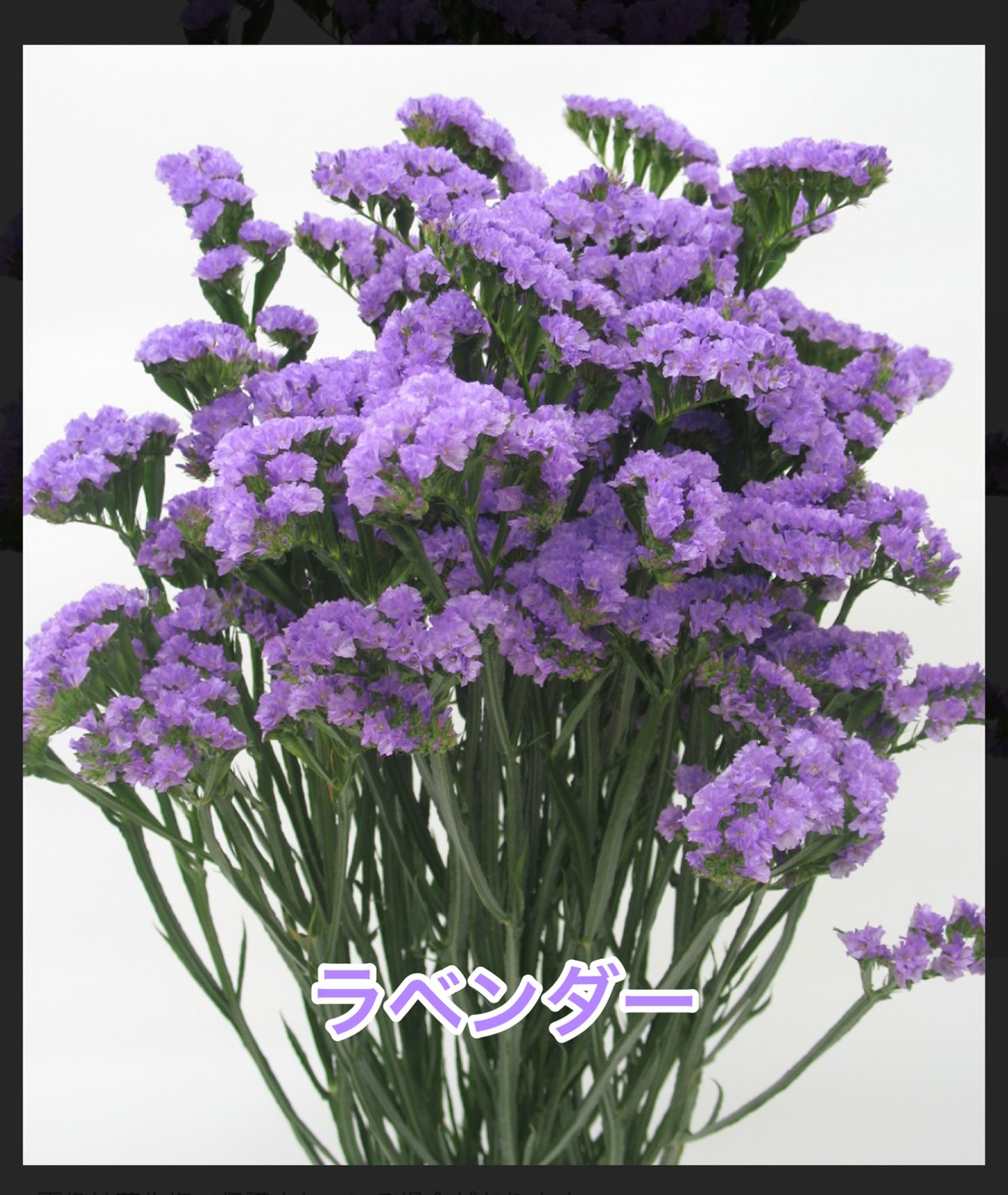 色が選べる！スターチスリース | ryuka-flower