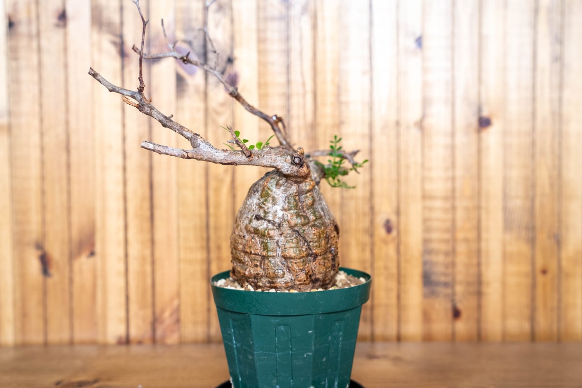 Fenrir　オペルクリカリアパキプスとグラキリス Fenrir オペルクリカリアパキプスとグラキリス Fenrir オペルクリ