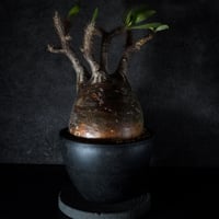 パキポディウム グラキリス-PG293 | Supervoid Caudex