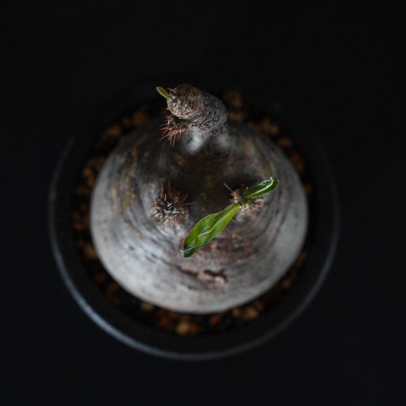 パキポディウム グラキリス-PG270 | Supervoid Caudex パキポディウム グラキリス-PG270 | Supervoid Caudex