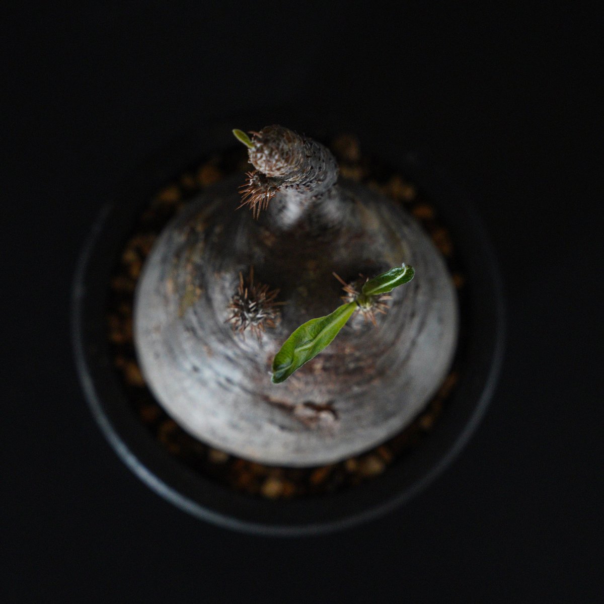 パキポディウム グラキリス-PG270 | Supervoid Caudex