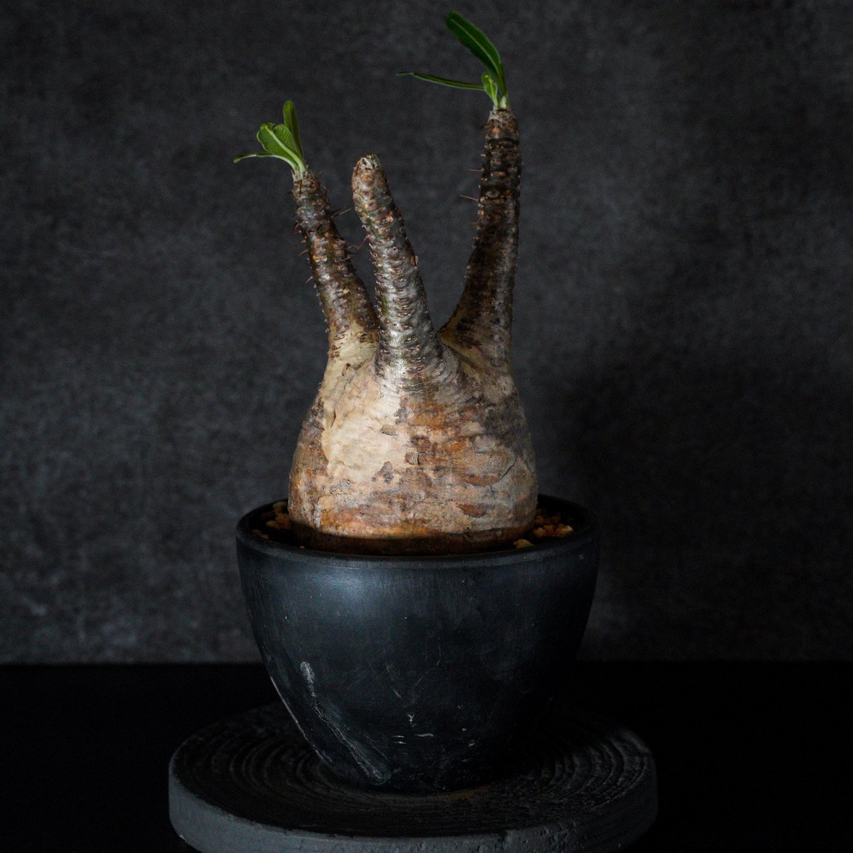 パキポディウムグラキリス パキポディウム グラキリス | STELLA.PLANTS