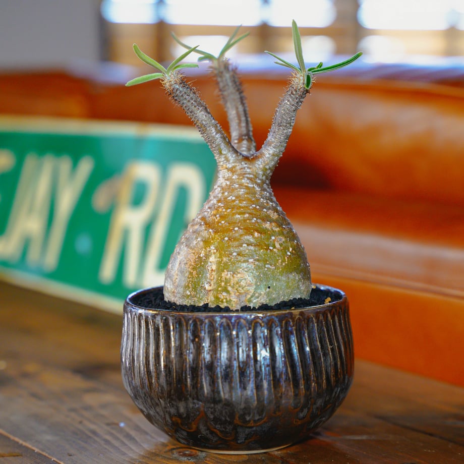 62e1cf4e8a0bd066073489f3