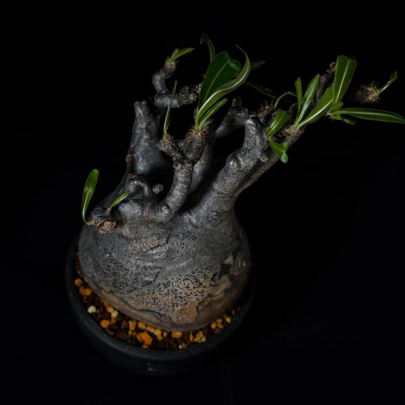 パキポディウム グラキリス-PG222 | Supervoid Caudex