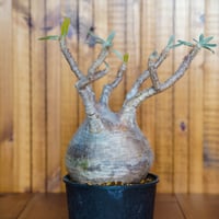 パキポディウム グラキリス-PG67