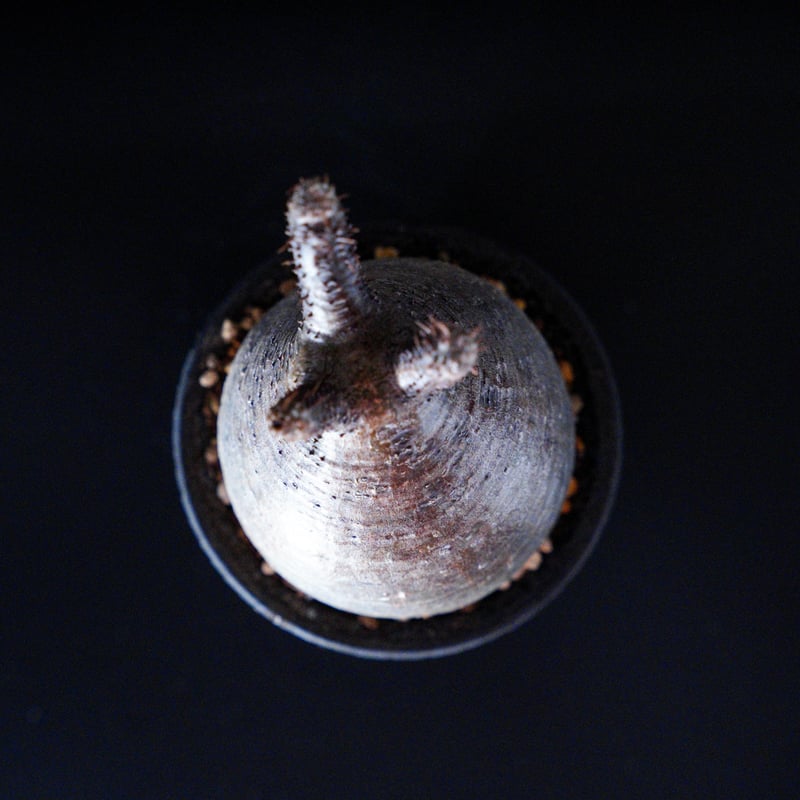 パキポディウム グラキリス-PG161/沼野秀章-BLACK WRAP -3.5号鉢 | Su