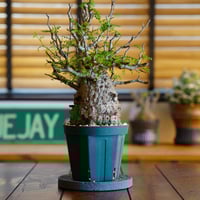 オペルクリカリア・パキプス2025-02 オペルクリカリア・パキプス2025-06 - メルカリ