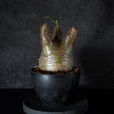 n*i様 グラキリス 7I/スリクソン ZXi5 アイアン・N.S.プロ850GH neo - 【写真24枚