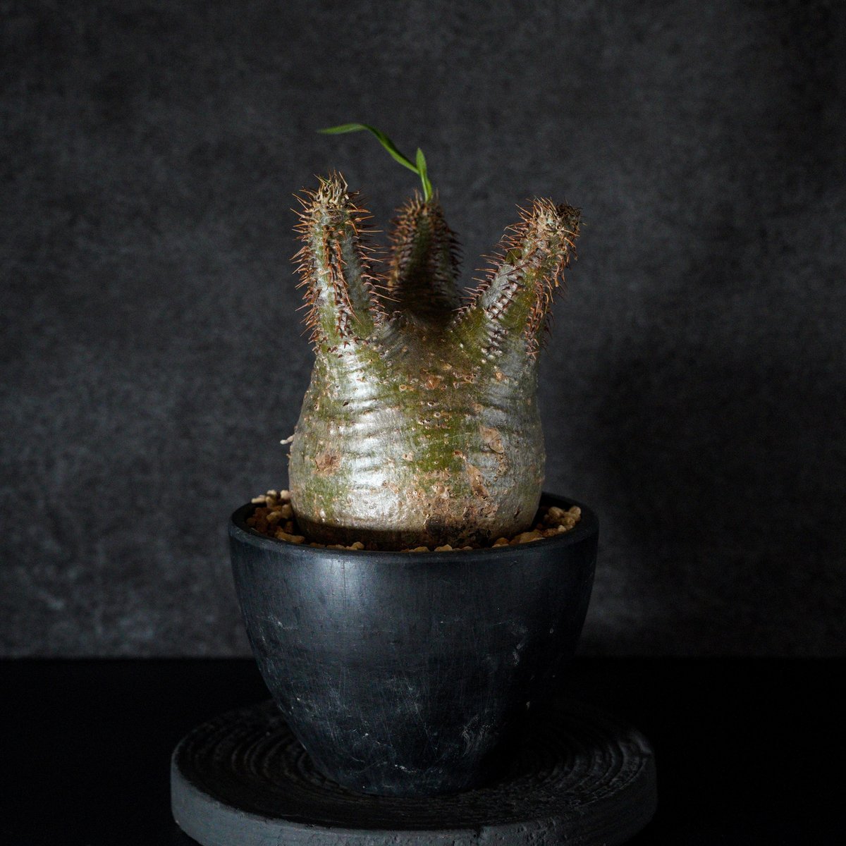 パキポディウム・グラキリス　spicygem「コレクション株」 パキポディウム グラキリス-PG170 | Supervoid Caudex