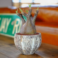 パキポディウム グラキリス パキポディウム グラキリス-PG283 | Supervoid Caudex