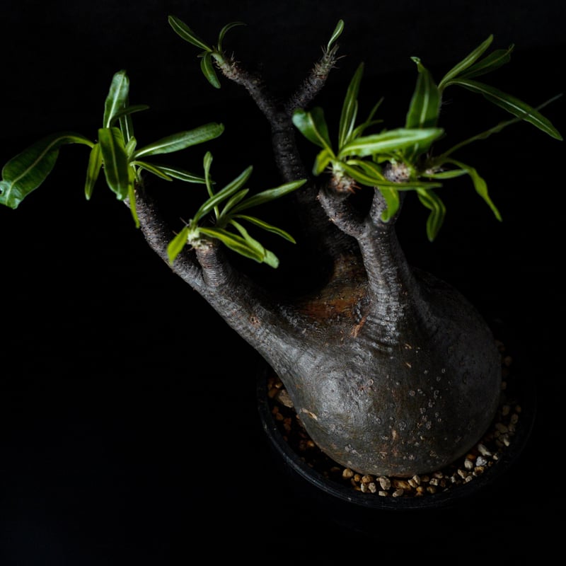 パキポディウム グラキリス-PG248 | Supervoid Caudex パキポディウム グラキリス-PG248 | Supervoid Caudex