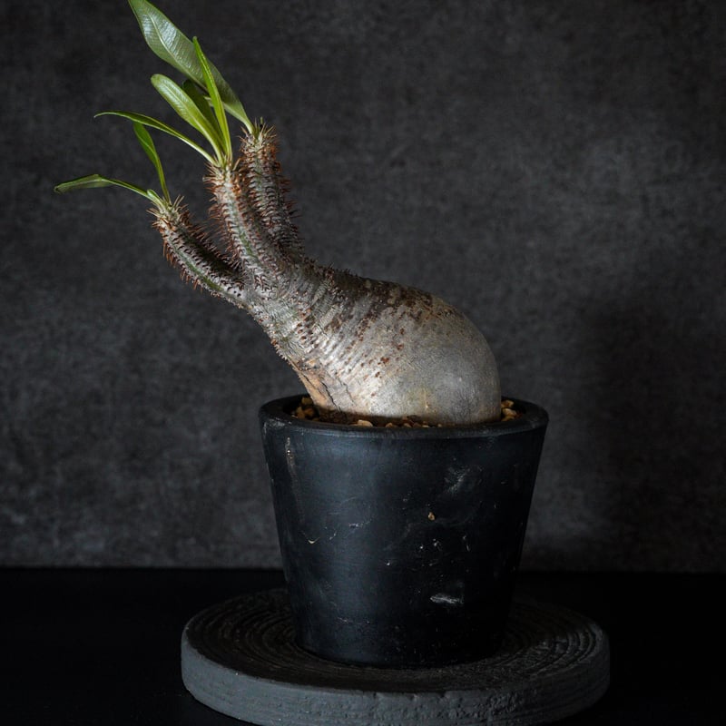 パキポディウム グラキリス-PG298 | Supervoid Caudex パキポディウム グラキリス-PG298 | Supervoid Caudex