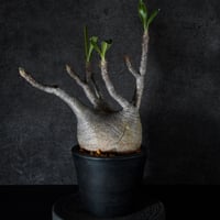 パキポディウム グラキリス-PG264