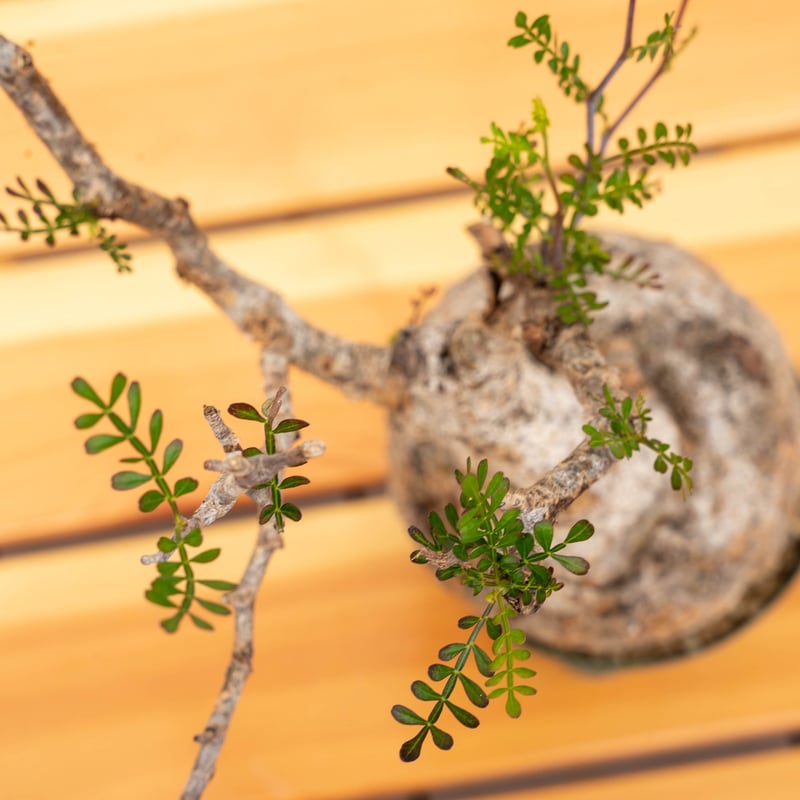 Y.HRD オペルクリカリア　パキプス オペルクリカリア パキプス-OP53 | Supervoid Caudex