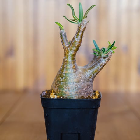 パキポディウム グラキリス-PG126