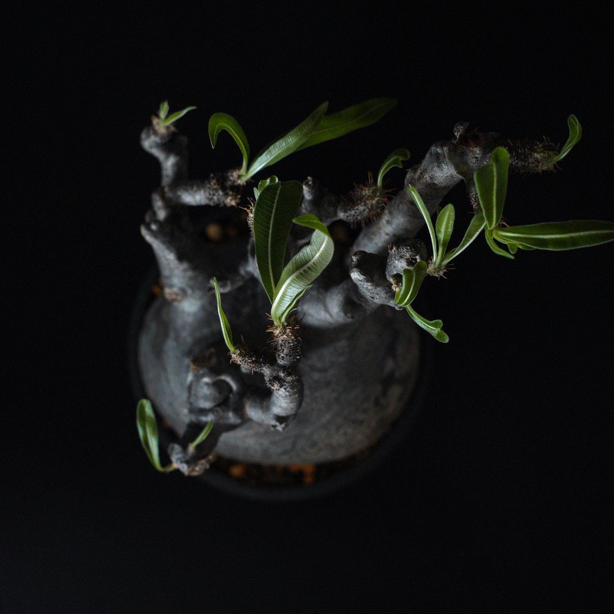 パキポディウム グラキリス-PG222 | Supervoid Caudex