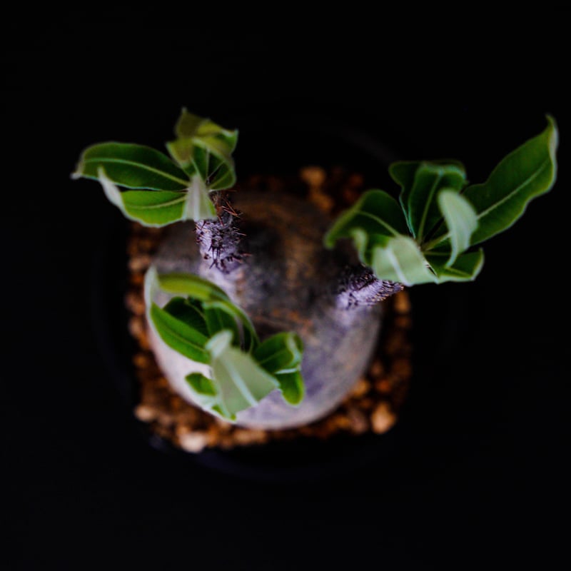 パキポディウム グラキリス-PG263 | Supervoid Caudex