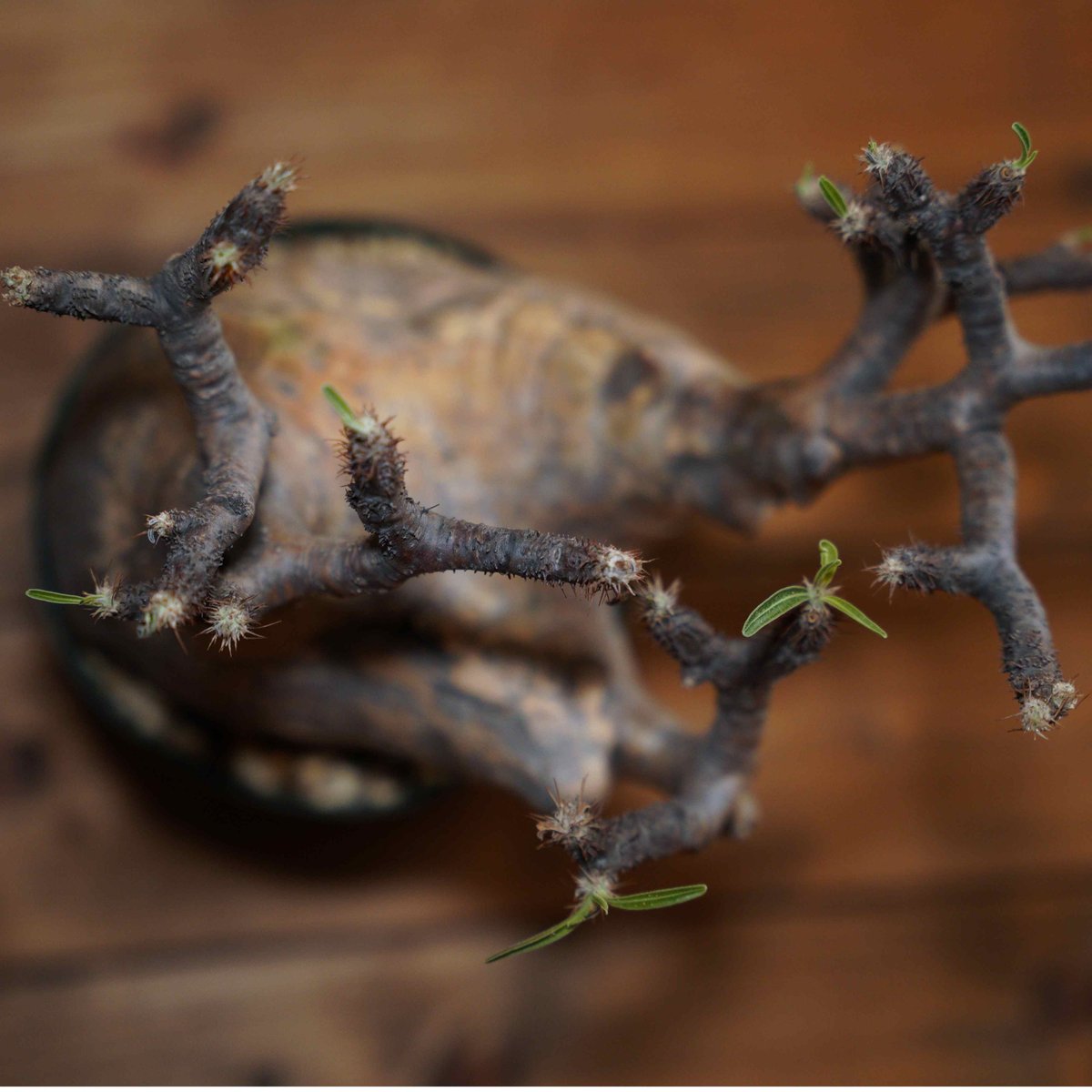 42.パキポディウム グラキリス パキポディウム グラキリス-PG314 | Supervoid Caudex