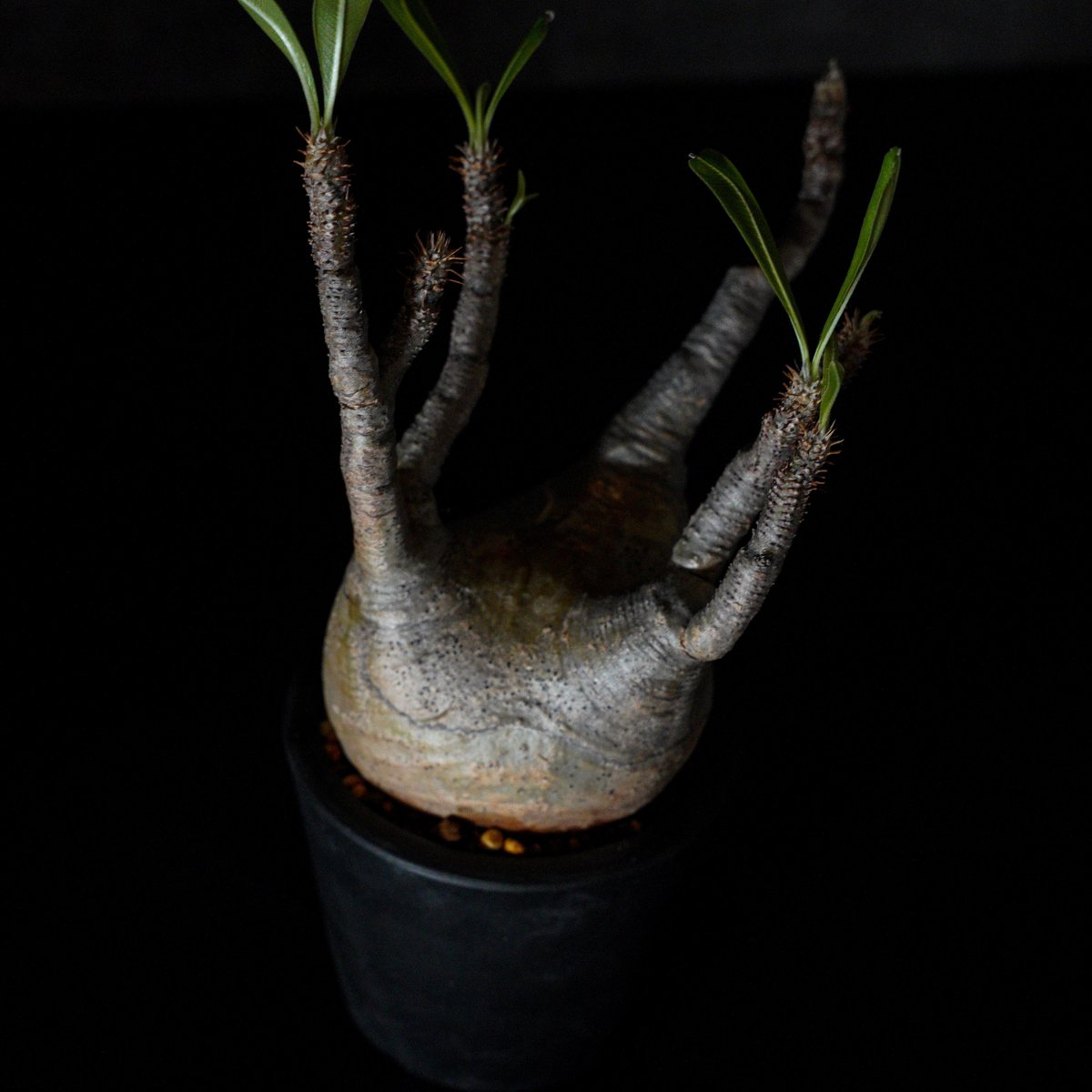 【さとーさん専用】パキポディウム グラキリス パキポディウム グラキリス-PG264 | Supervoid Caudex
