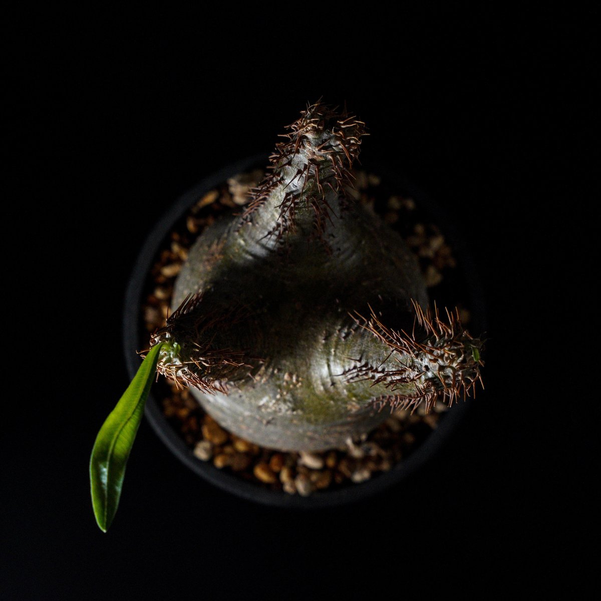 パキポディウム グラキリス-PG351 | Supervoid Caudex