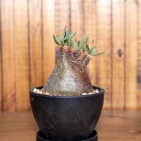 パキポディウム グラキリス-PG269 | Supervoid Caudex