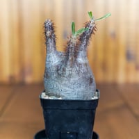 パキポディウム グラキリス-PG269 | Supervoid Caudex