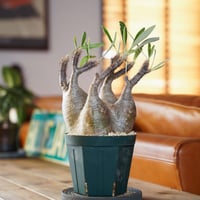 パキポディウム グラキリス-PG217/桑江良寿 歯車鉢4号鉢 | Supervoid