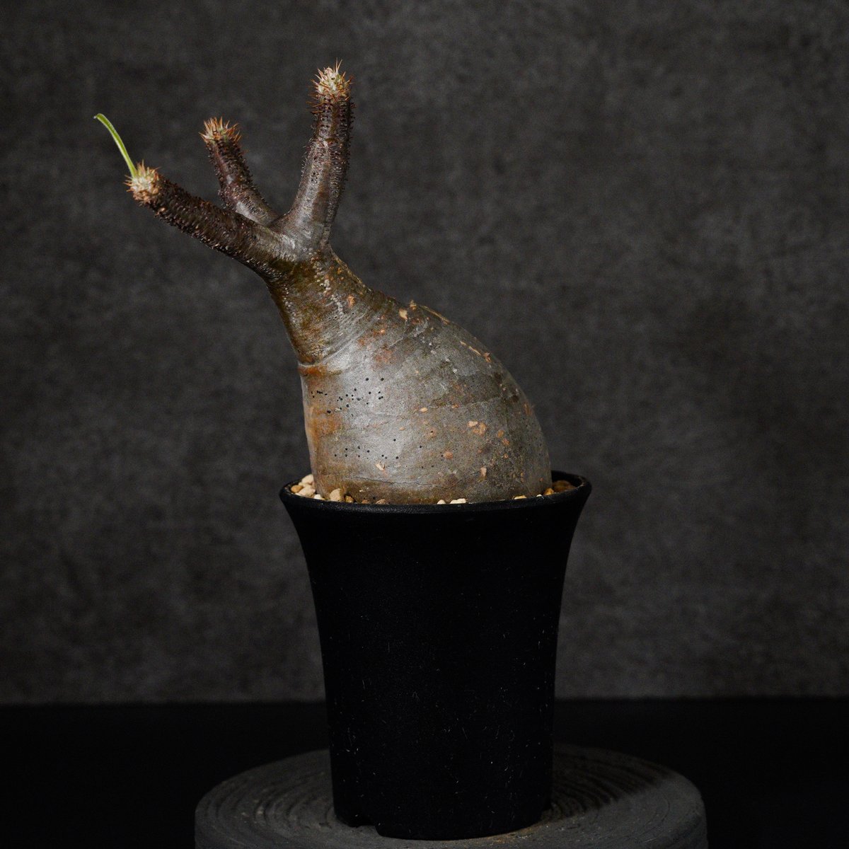 パキポディウム グラキリス-PG282 | Supervoid Caudex