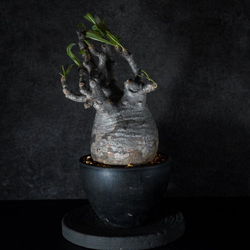 特選エース株】パキポディウム グラキリス(真ん中のみ) 特選エース株