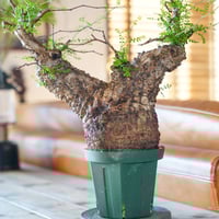 オペルクリカリア パキプス fit=scale-down,w=1200